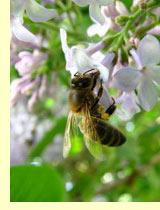 Сирень обыкновенная (Syringa vulgaris L) Сирень обыкновенная (Syringa vulgaris L)